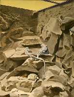 Lézards et Tortues dans les Rochers